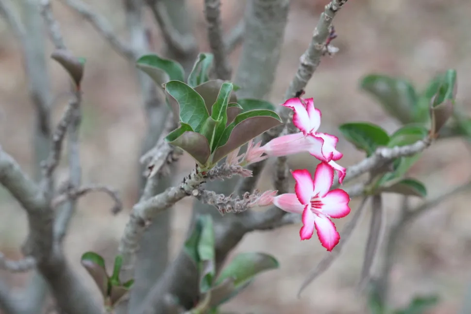Zweifarbige rosa-weiße Blüten Adenium multiflorum