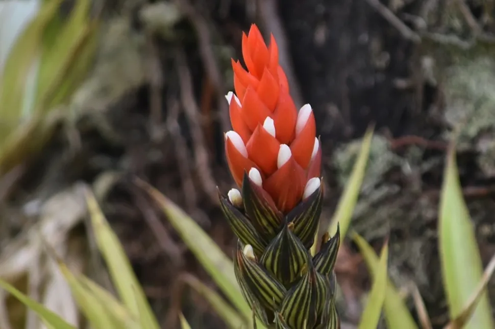 Flor roja y blanca de Guzmania monostachia