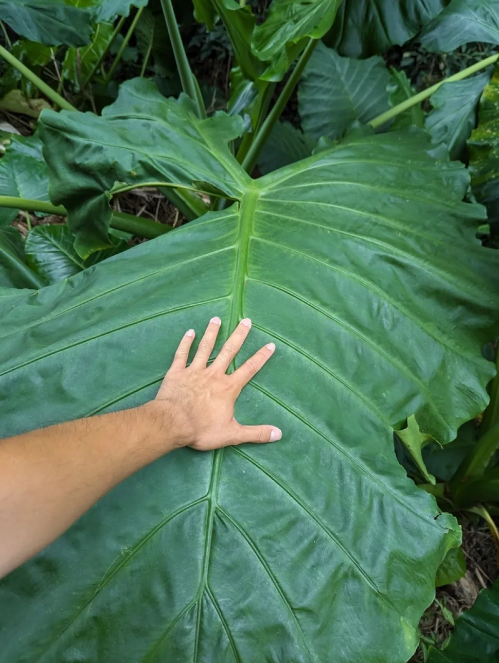 Foglia gigante Alocasia macrorrhiza