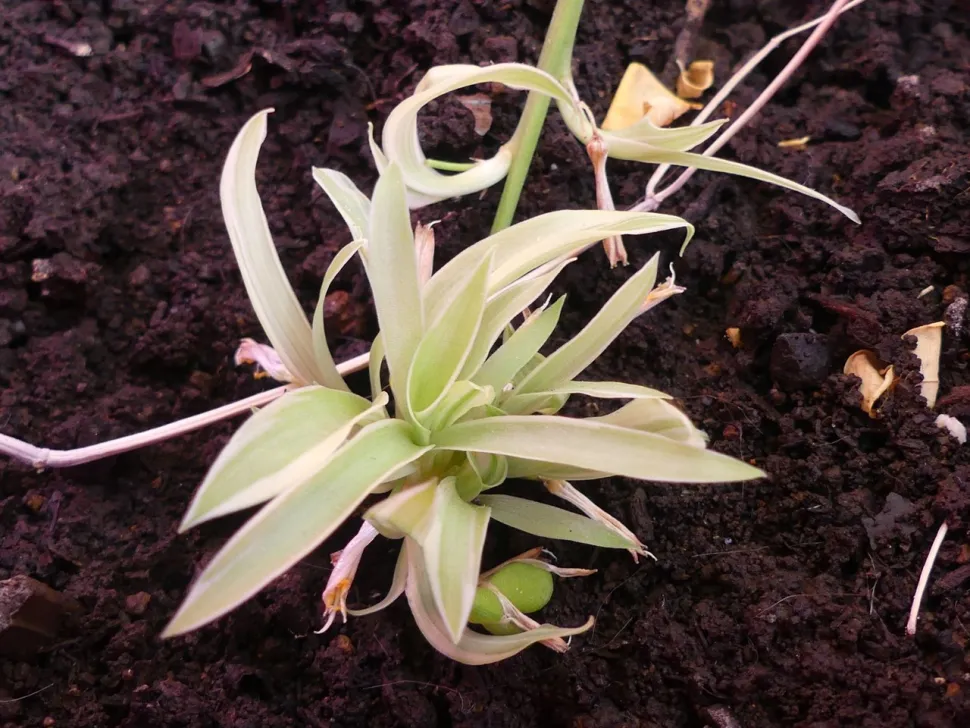 Jonge scheut van Chlorophytum comosum
