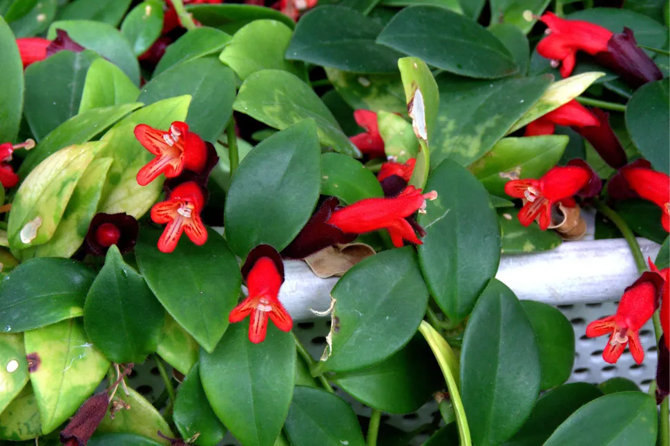 Aeschynanthus Mona Lisa em flor