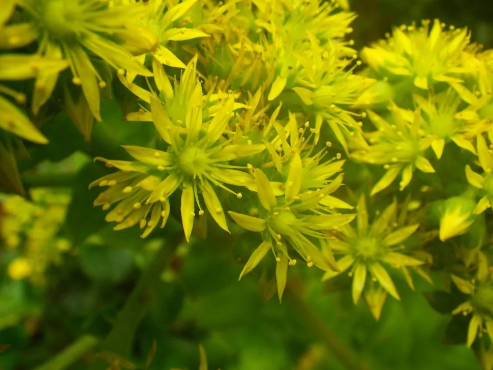 Bloemen van Aeonium cuneatum