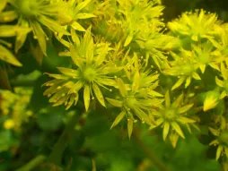 Blüten von Aeonium cuneatum