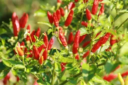 Spaanse peper Capsicum frutescens