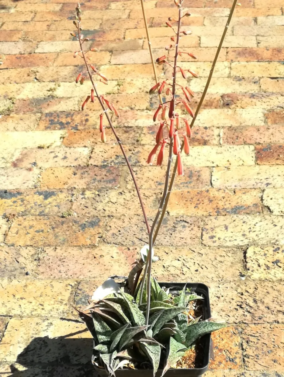 Gonialoe dinteri num vaso