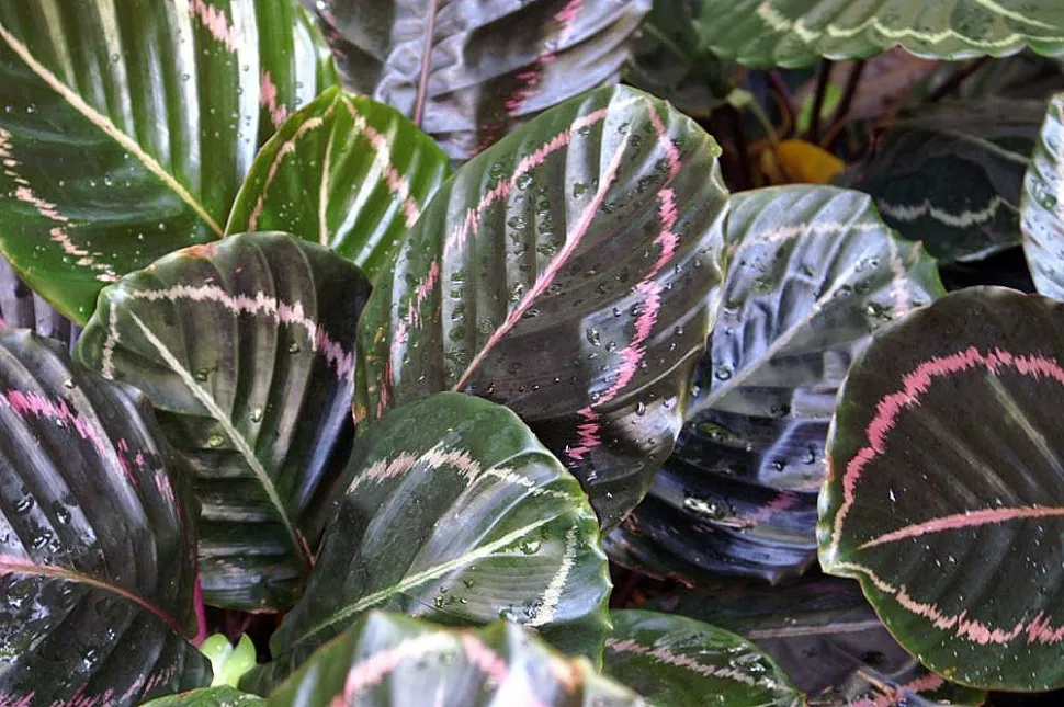Groene en zwarte calathea roseopicta