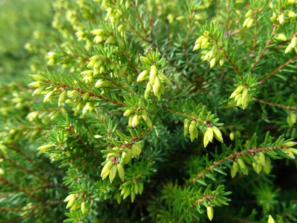 Folhagem Urze alpina Erica carnea