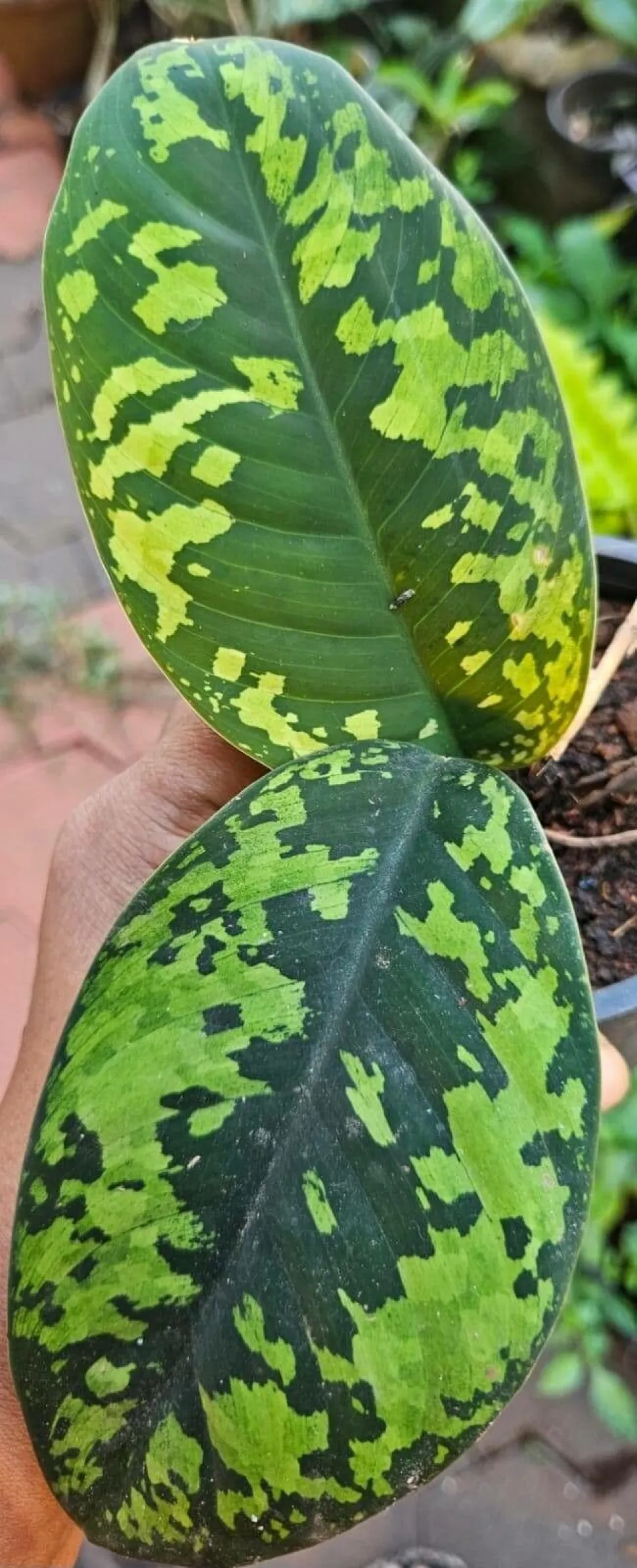 Adelonema hojas jaspeadas