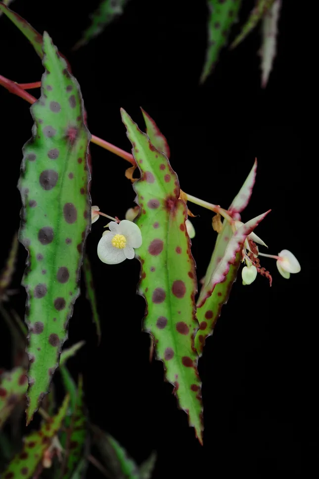 Begonia amphioxus hvide blomster