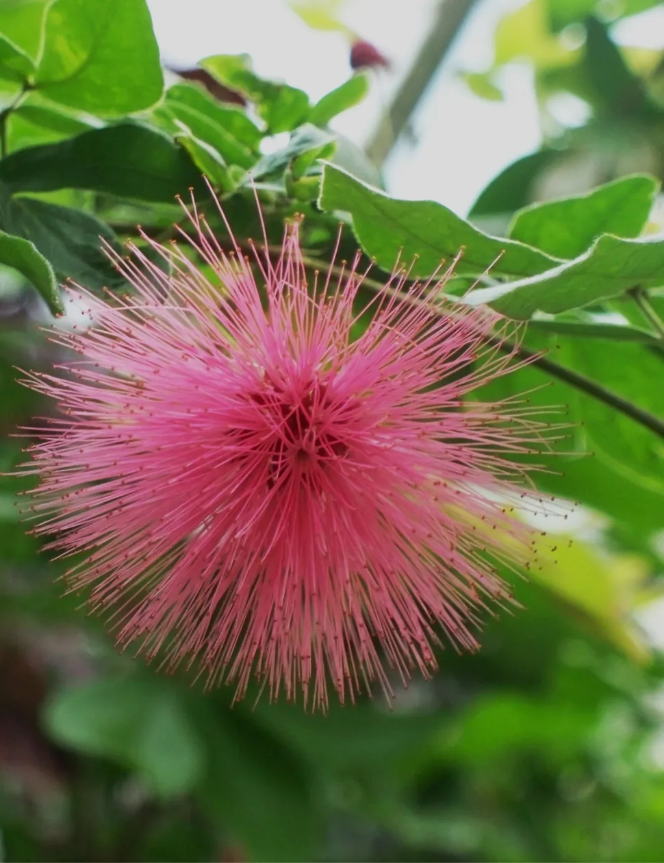 Gevoelige roze bloem