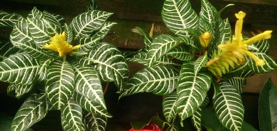 Aphelandra Dania in vaso