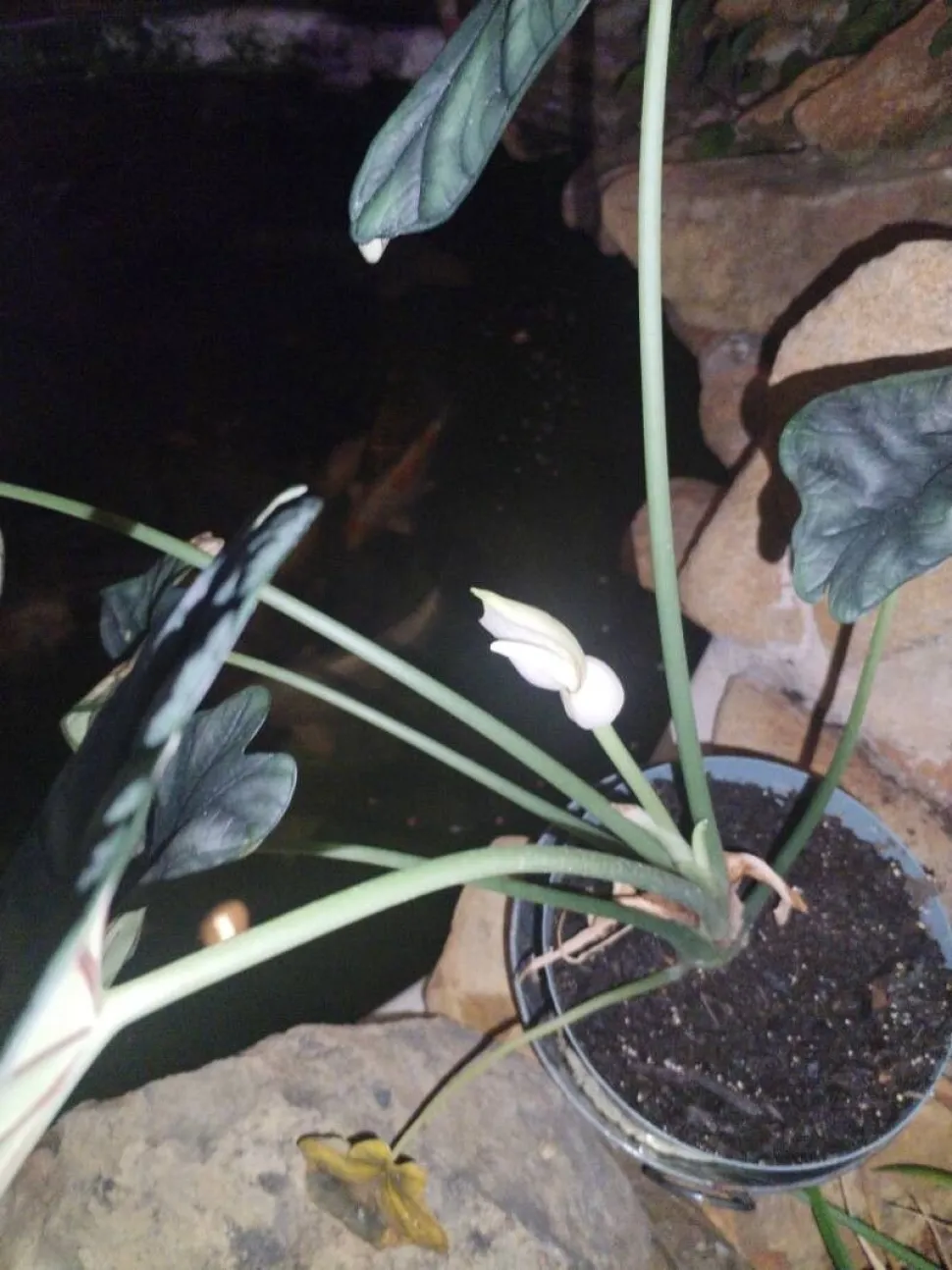 Alocasia baginda en flor