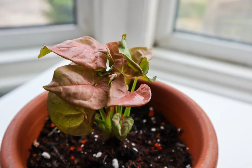 Syngonium rosa Neon Robusta en maceta