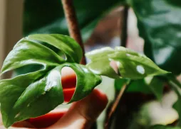 Rhaphidophora tetrasperma