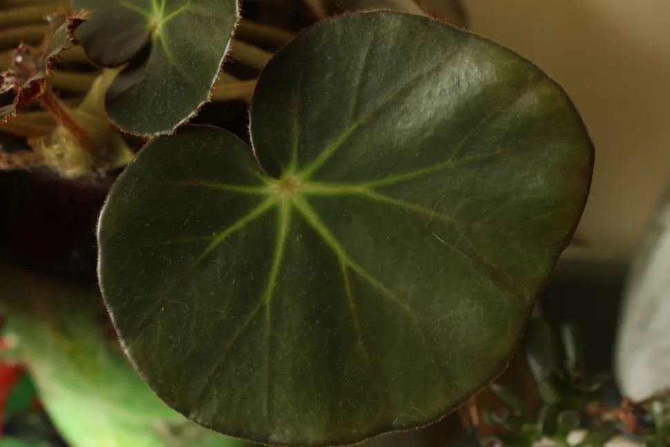 Rundt blad af vandlilje begonia