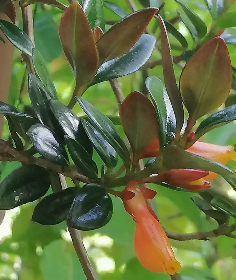 Flores naranjas Nematnathus 'Black Magic
