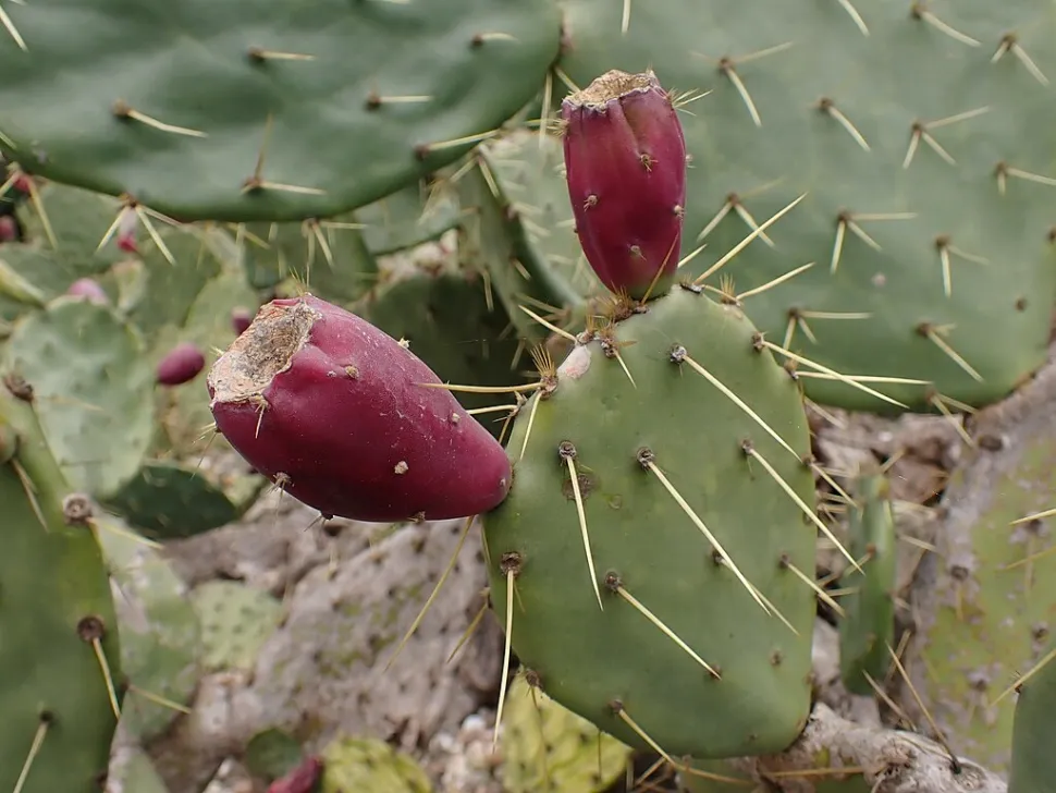 Opuntia stricta blomst