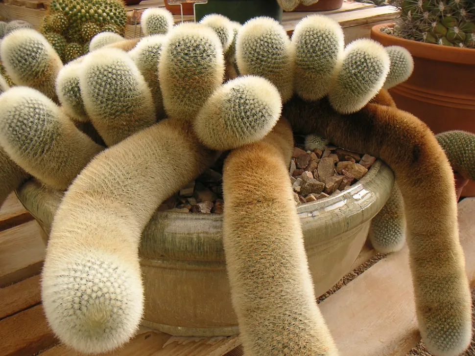 Mammillaria spinosissima en pot