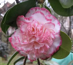 Flores cor-de-rosa e brancas Camellia japonica 'Margaret Davis