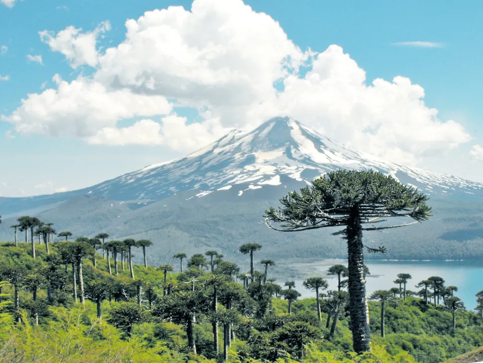 Araucaria araucana im Freiland