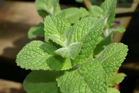 Fragrant mint leaf
