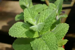 Fragrant mint leaf