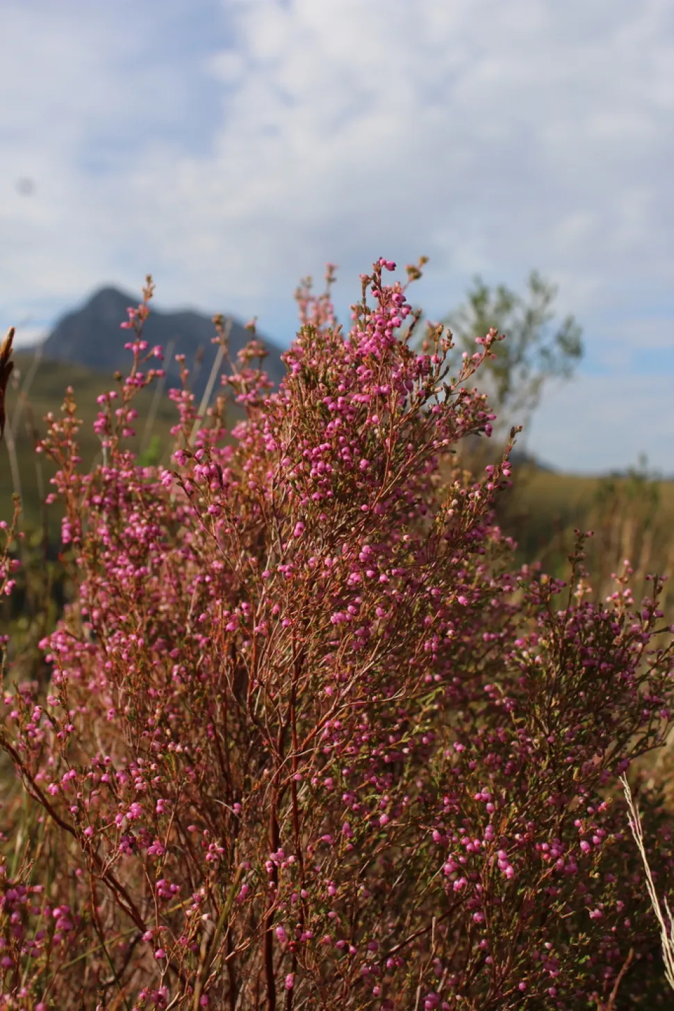 Urze cor-de-rosa Erica gracilis
