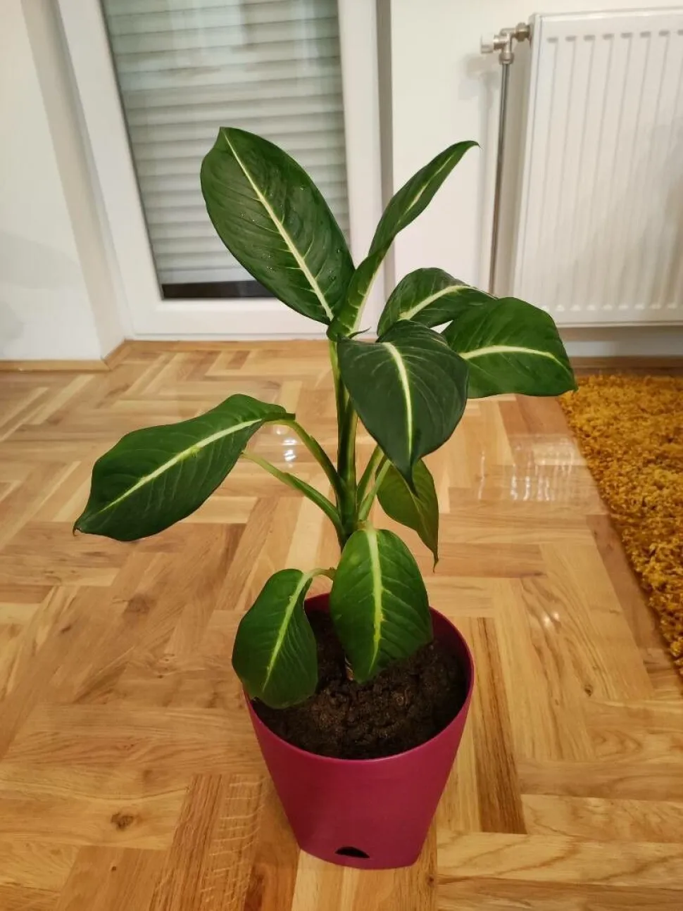 Dieffenbachia Green Magic in vaso