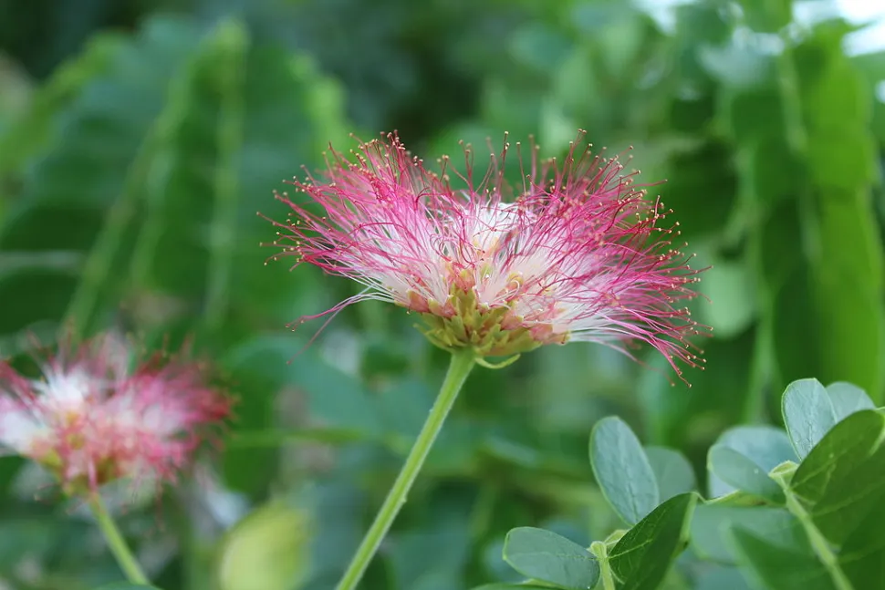 Flor branca e cor-de-rosa Albizia saman