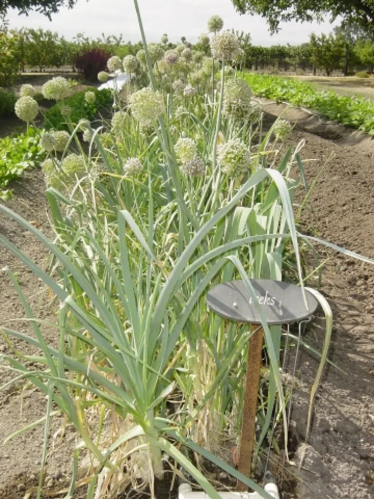 Bloemen en preibladeren