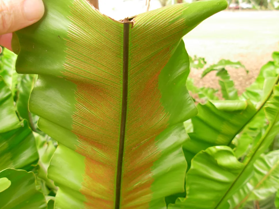 Sporangier af Asplenium nidus