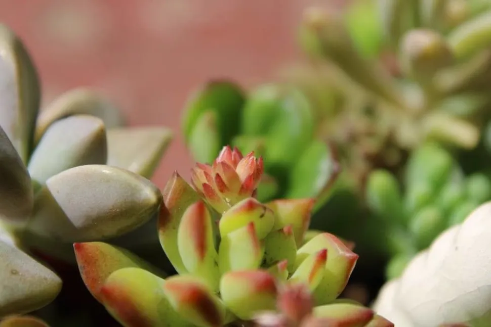 Aeonium haworthii