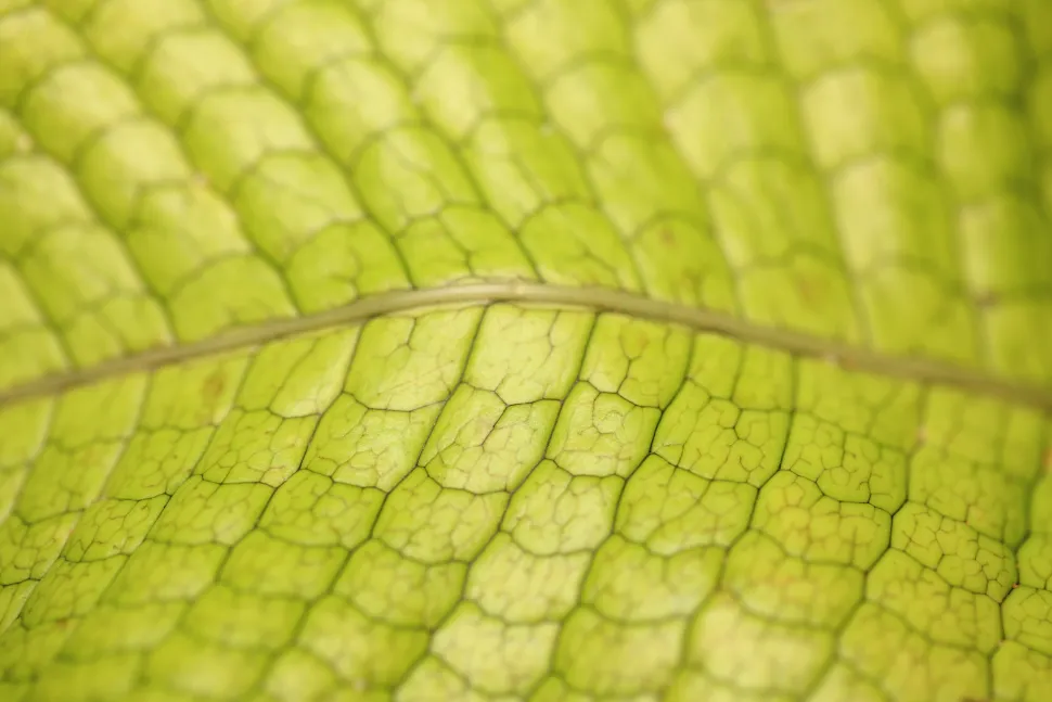 Fronde de Microsorum musifolium