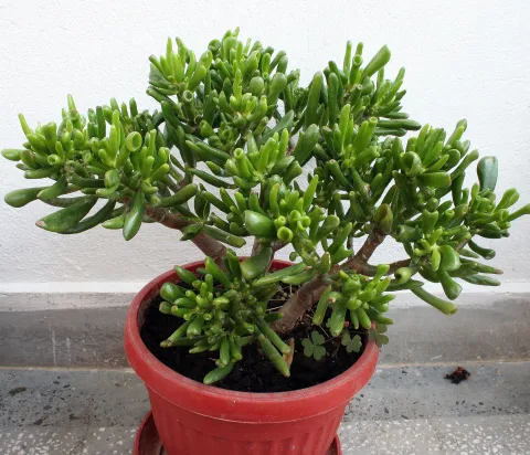 Crassula ovata Hobbit en pot