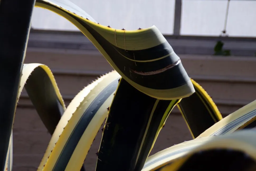 Blatt Agave americana variegata