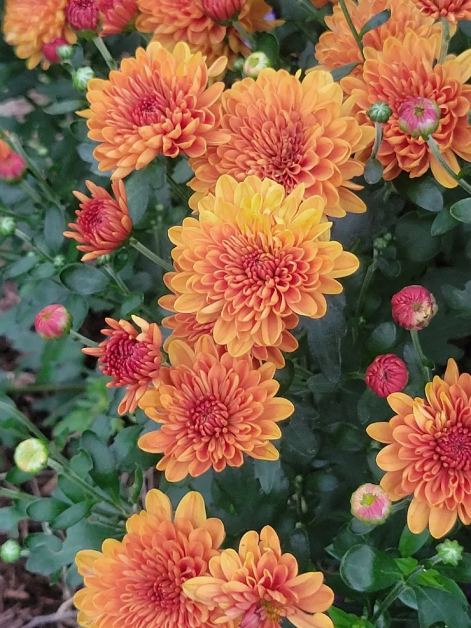 Chrysanthemen Morifolium gefüllte Blüten