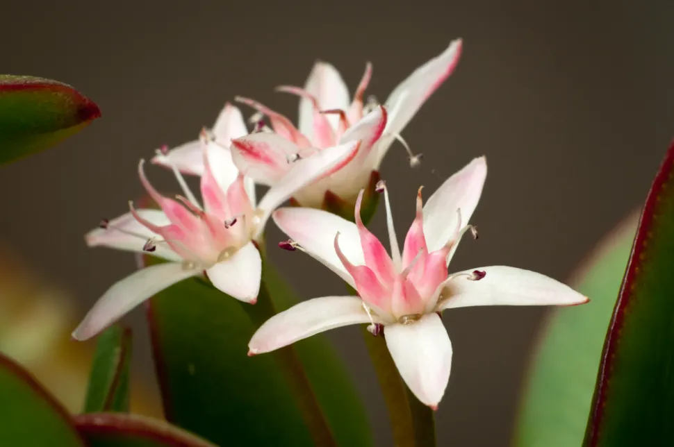 Crassula arborescens i blomst