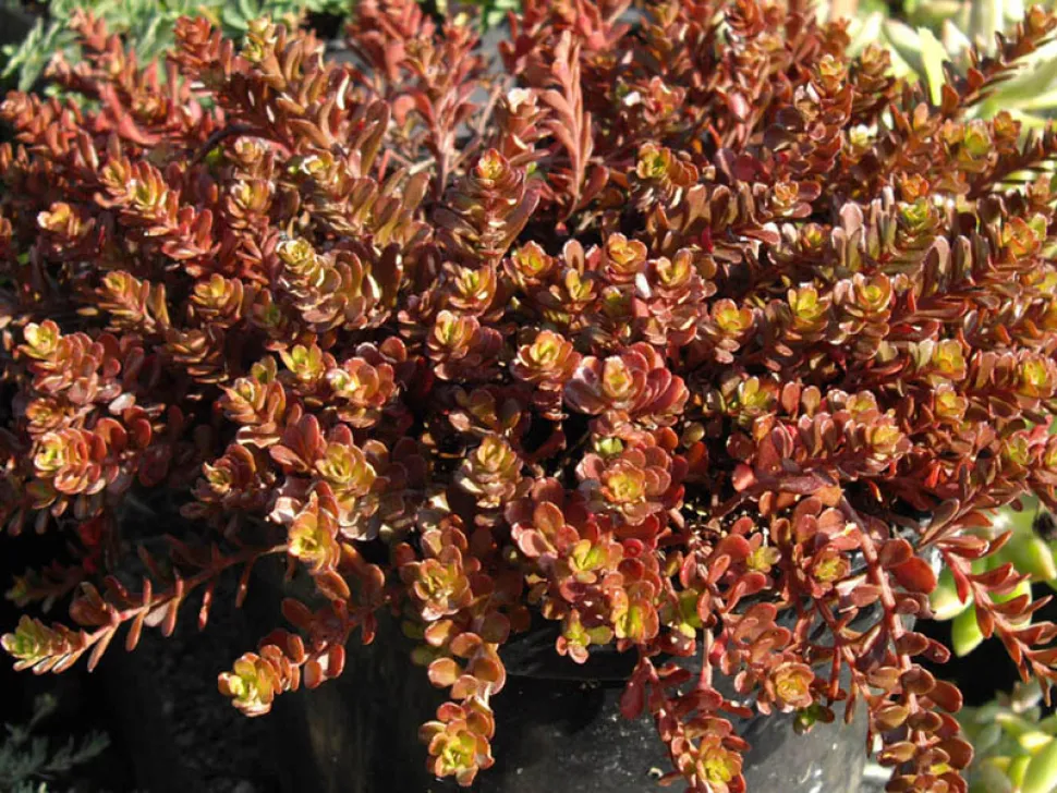 Sedum makinoi rødmende af solen