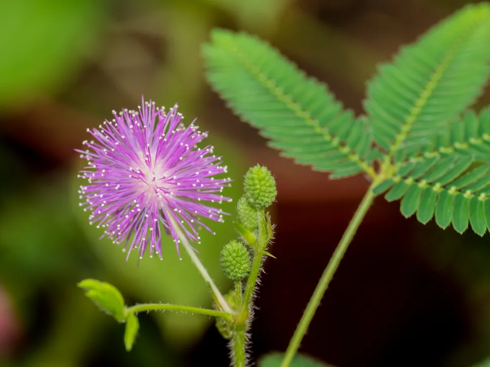 Violet blomst Mimosa pudica