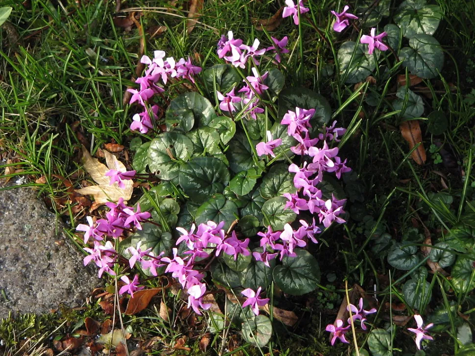 Cyclamen coum pleine terre