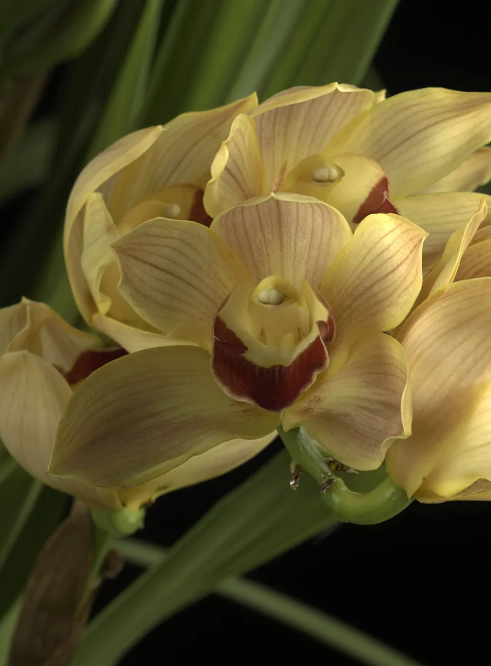 Flor de orquídea de barco (Cymbidium)