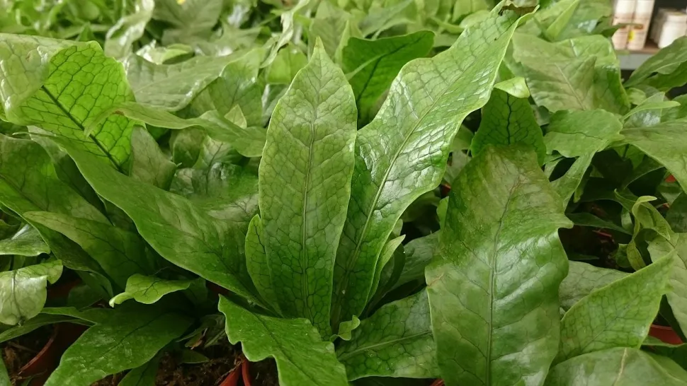 Krokodillenvaren