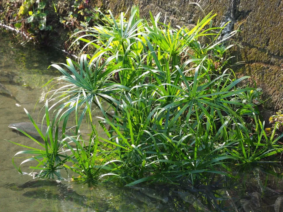 Falsk papyrus i et bassin