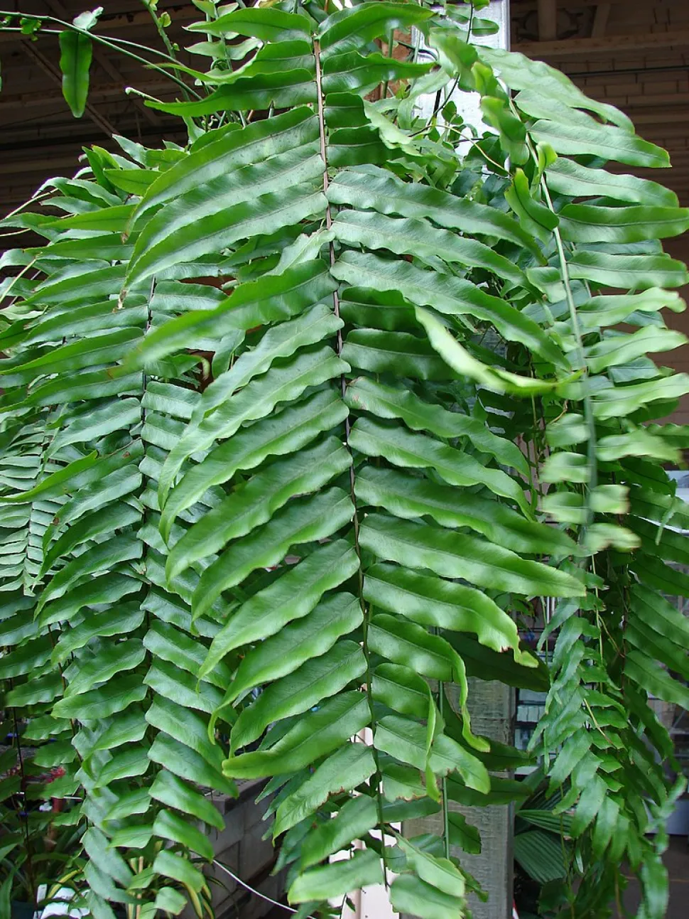 Fronda de helecho gigante Nephrolepis biserata
