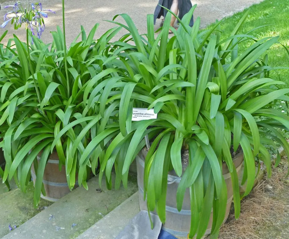 Tufo de folhas de Agapanthus africanus