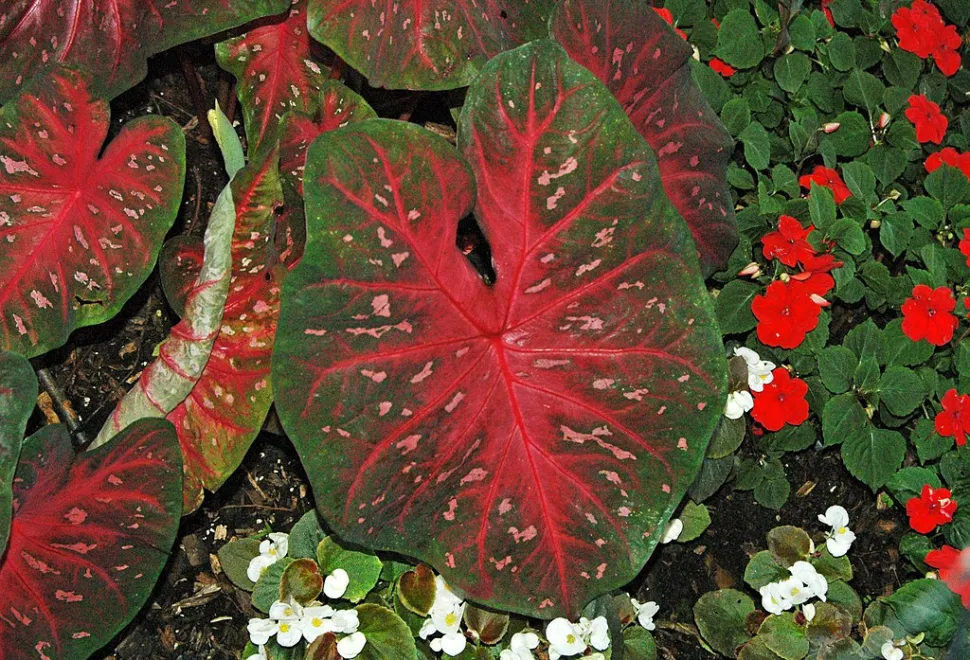 Caladium Red Flash in een bed