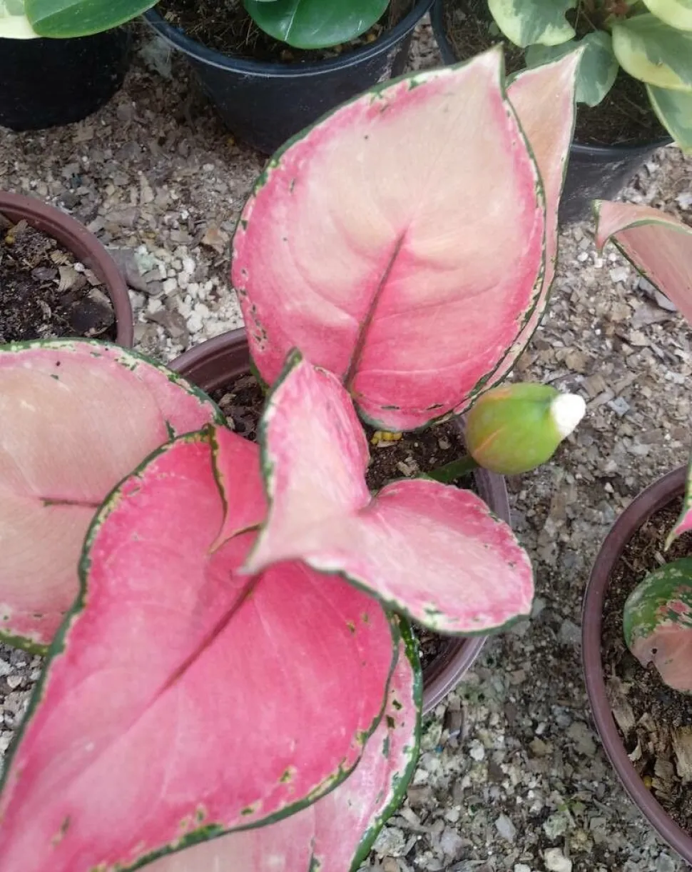 Aglaonema pink and green foliage