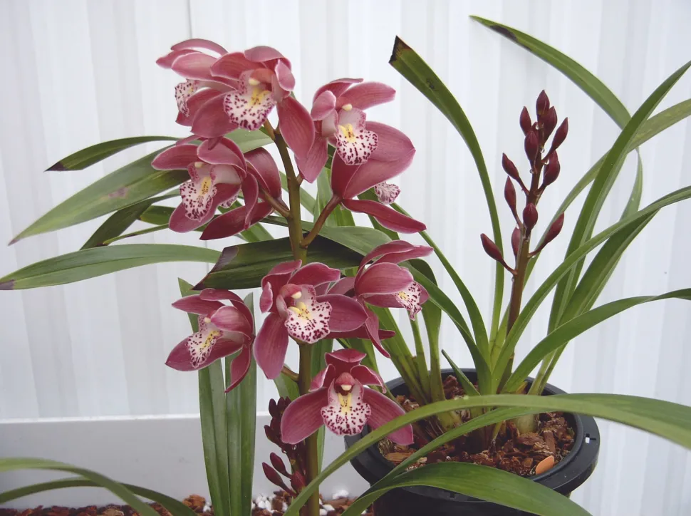Orquídea Cymbidium floribundum flores moradas