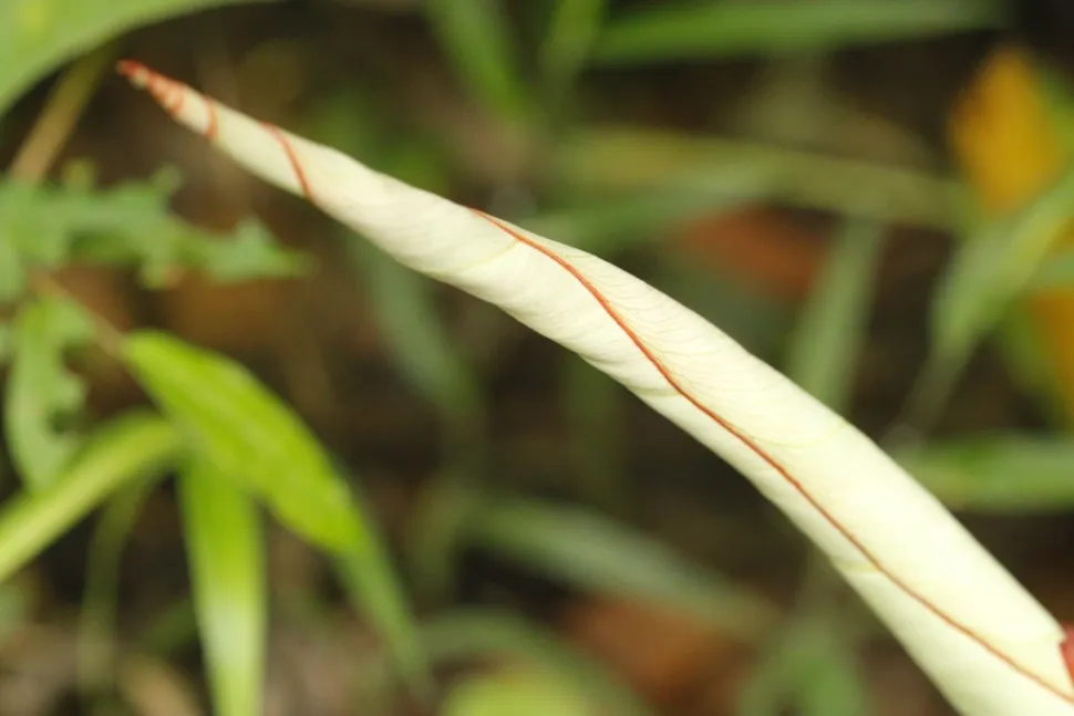 Bloem van Philodendron gloriosum