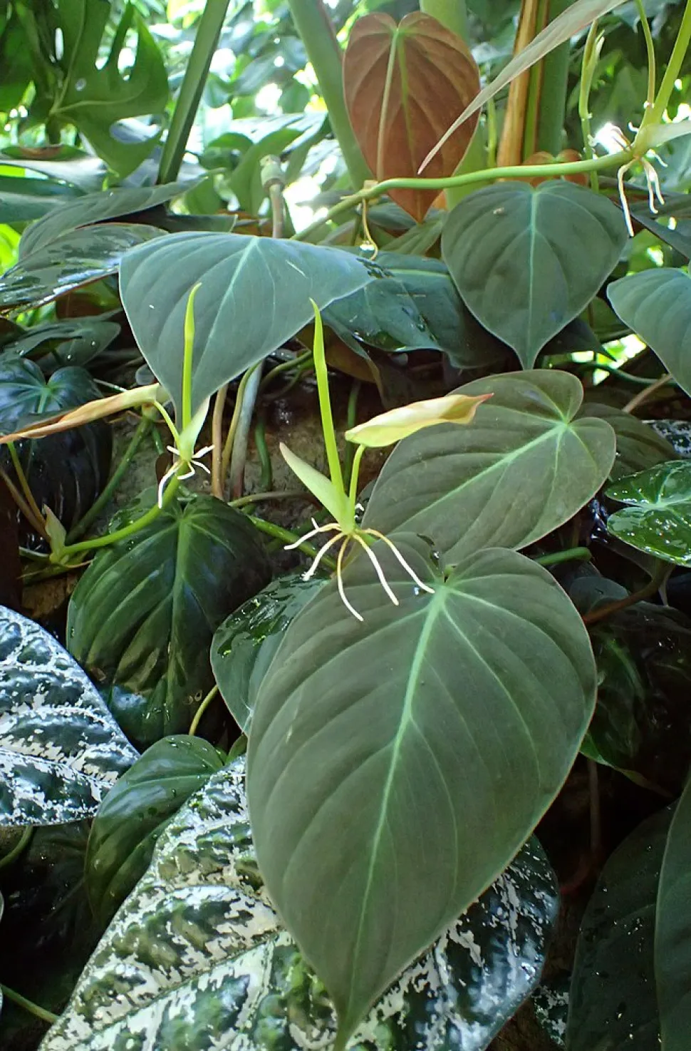 Grüne herzförmige Blätter Philodendron hederaceum